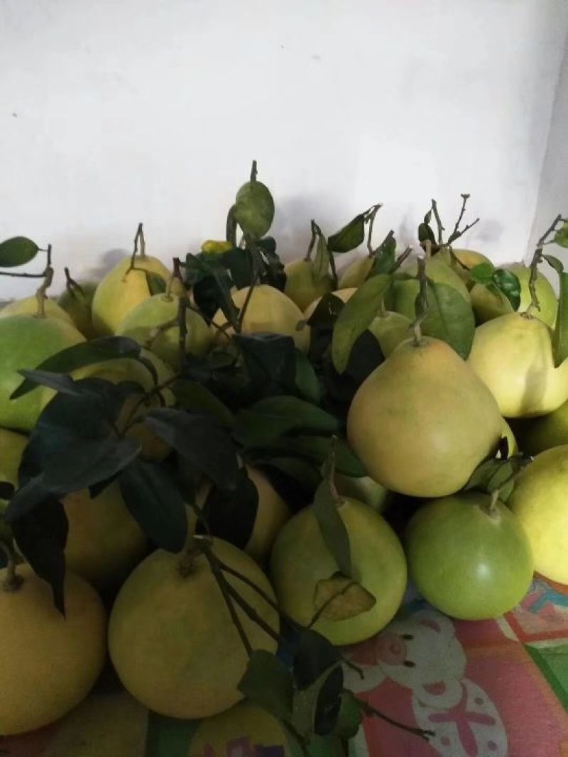 广西容县特色蜜柚批发零售