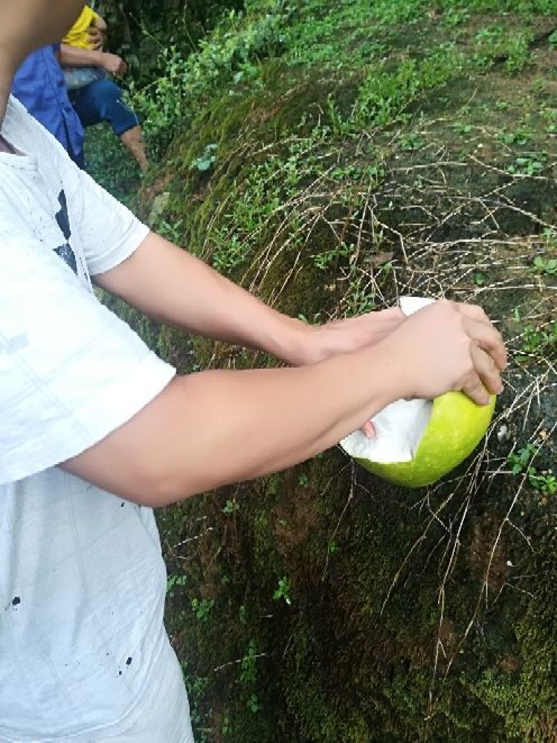 广西容县特色蜜柚批发零售