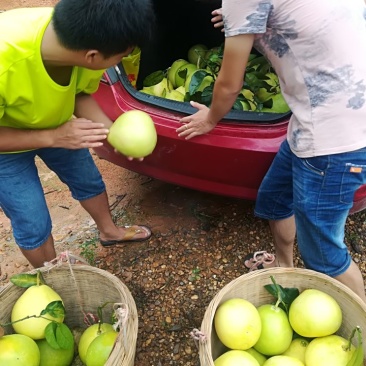 广西容县特色蜜柚批发零售