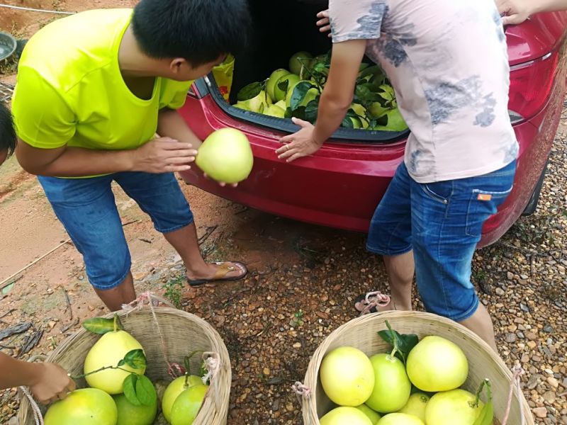 广西容县特色蜜柚批发零售