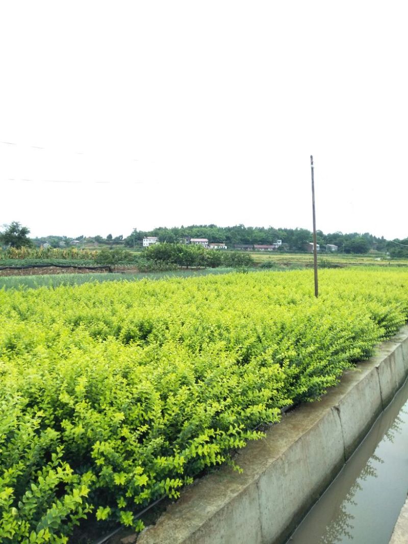 金叶女贞4cm以下