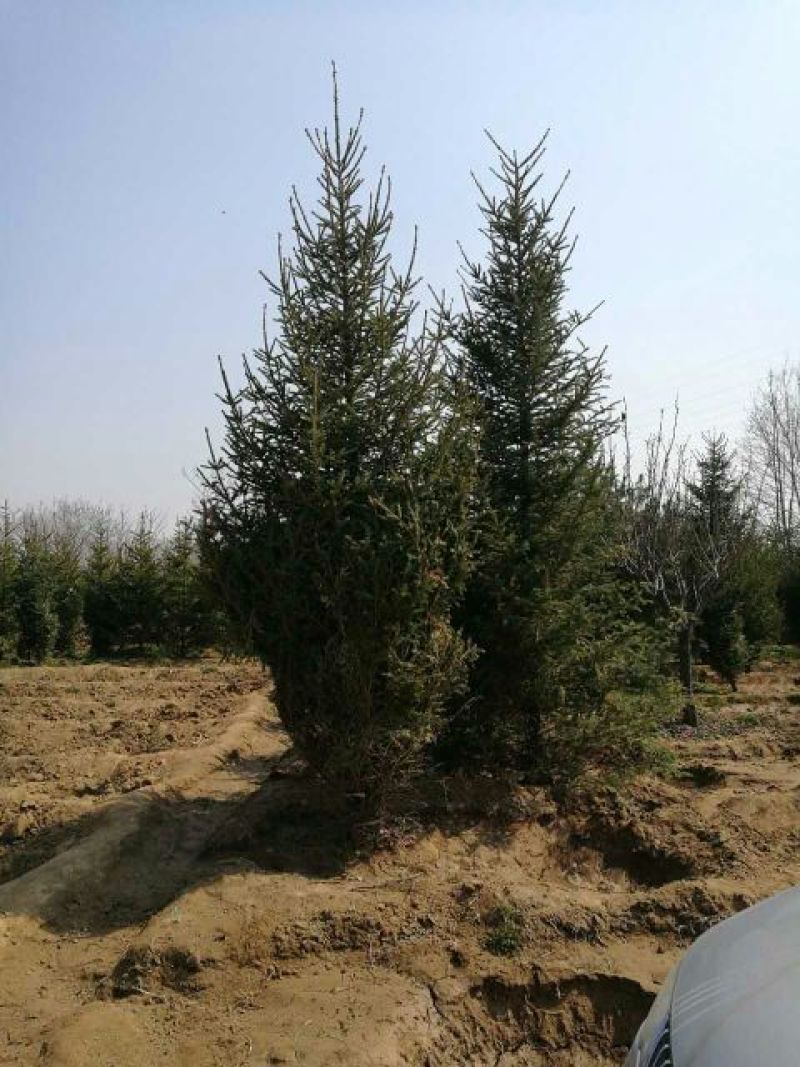 云杉红皮云杉，山东基地供应云杉，3-4米，4-5米，6