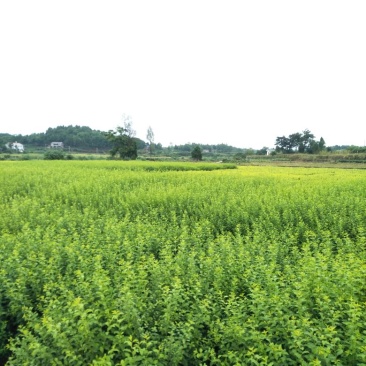 高杆女贞6~8cm