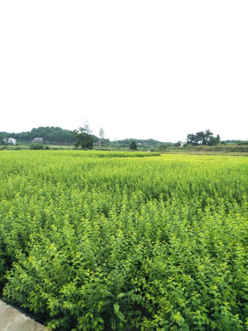 高杆女贞6~8cm