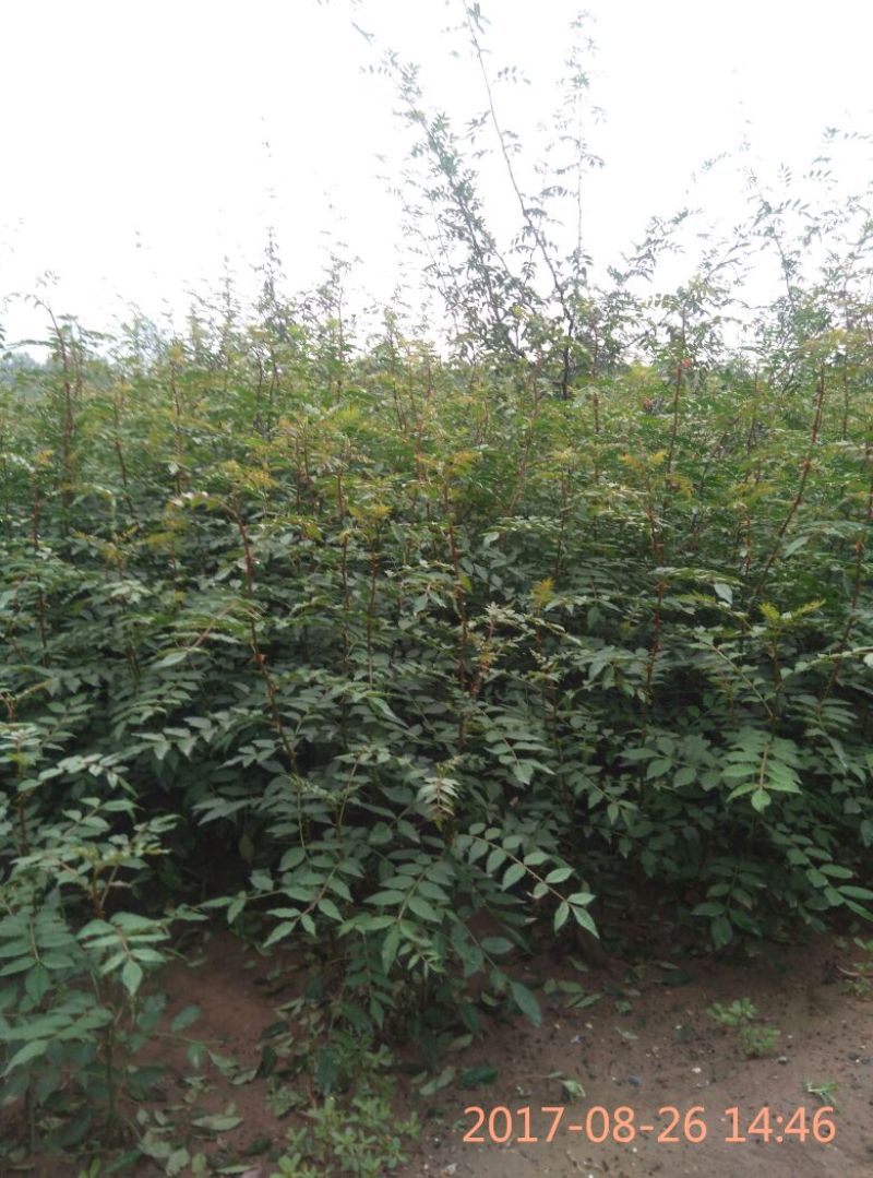 陕西韩城花椒苗1~2年，狮子头黄盖花椒苗