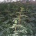 陕西韩城花椒苗1~2年，狮子头黄盖花椒苗