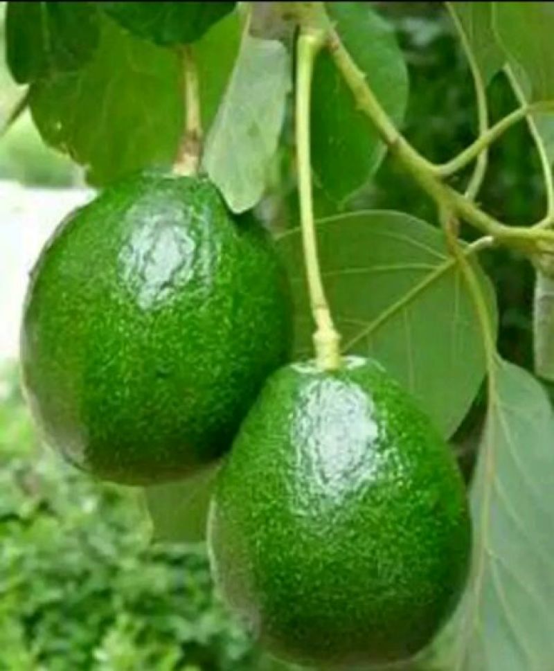 牛油果苗50~80cm