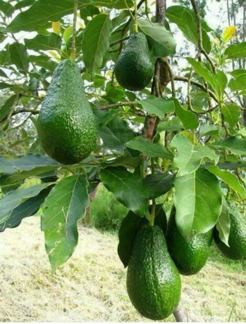 牛油果苗50~80cm