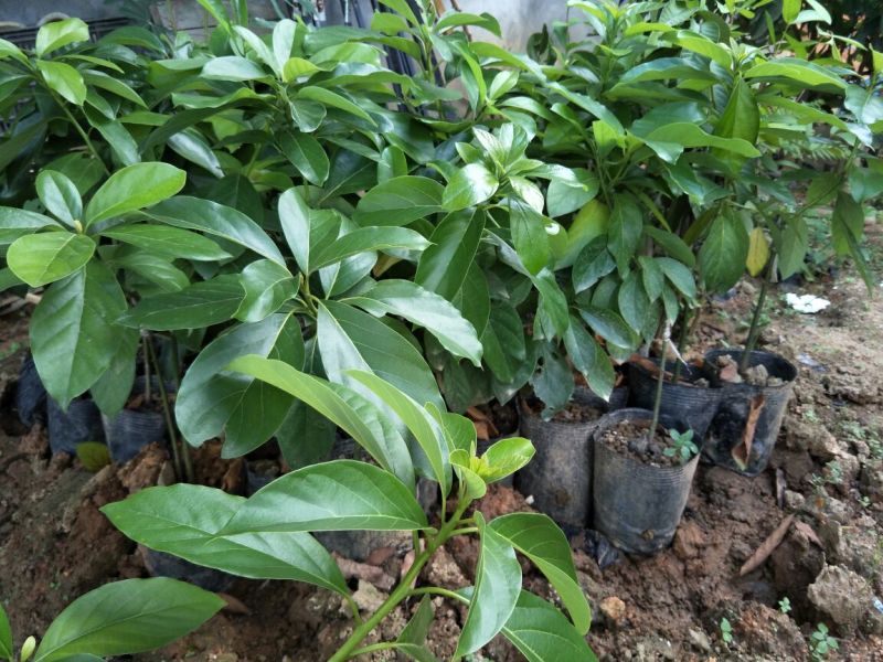 牛油果苗50~80cm