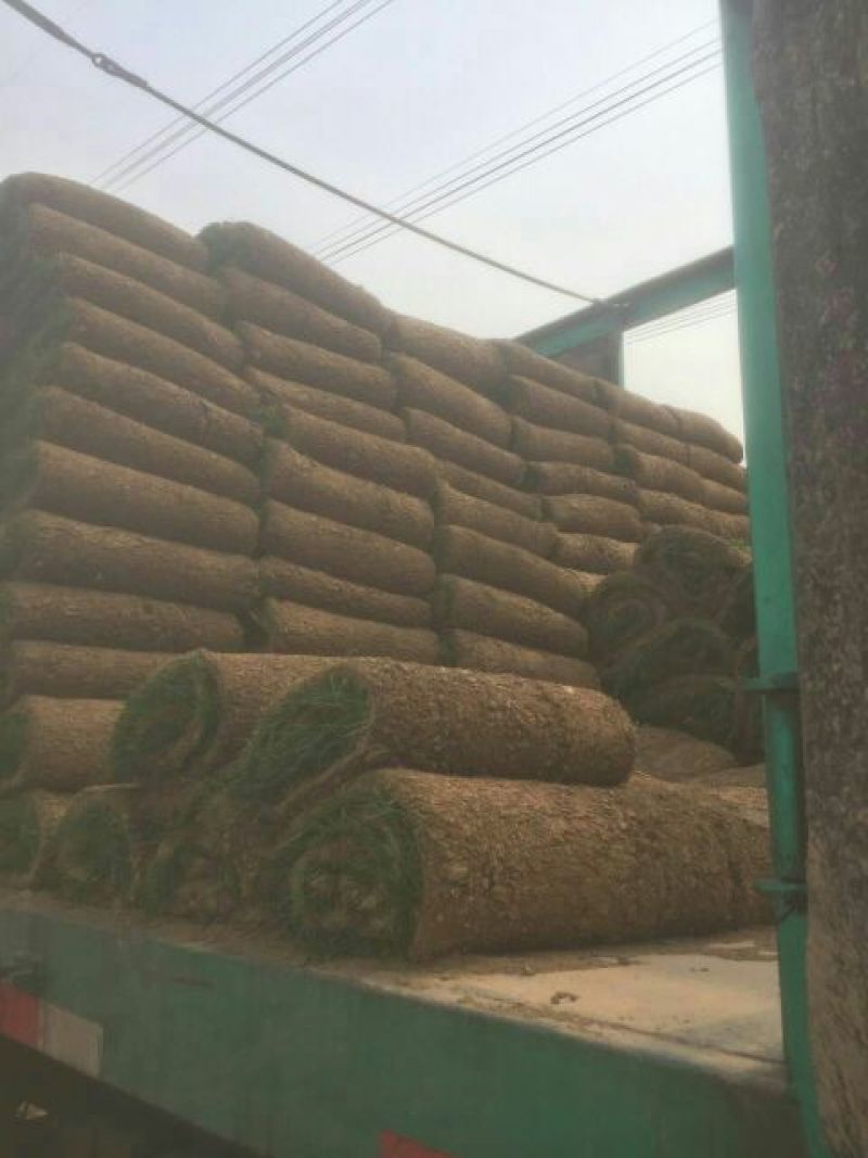 草皮