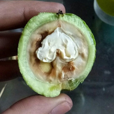 青皮核桃山西沁县大量供应