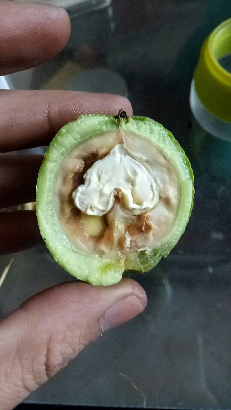 青皮核桃山西沁县大量供应