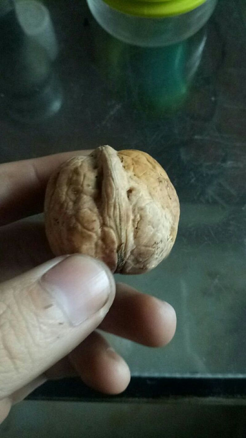 青皮核桃山西沁县大量供应