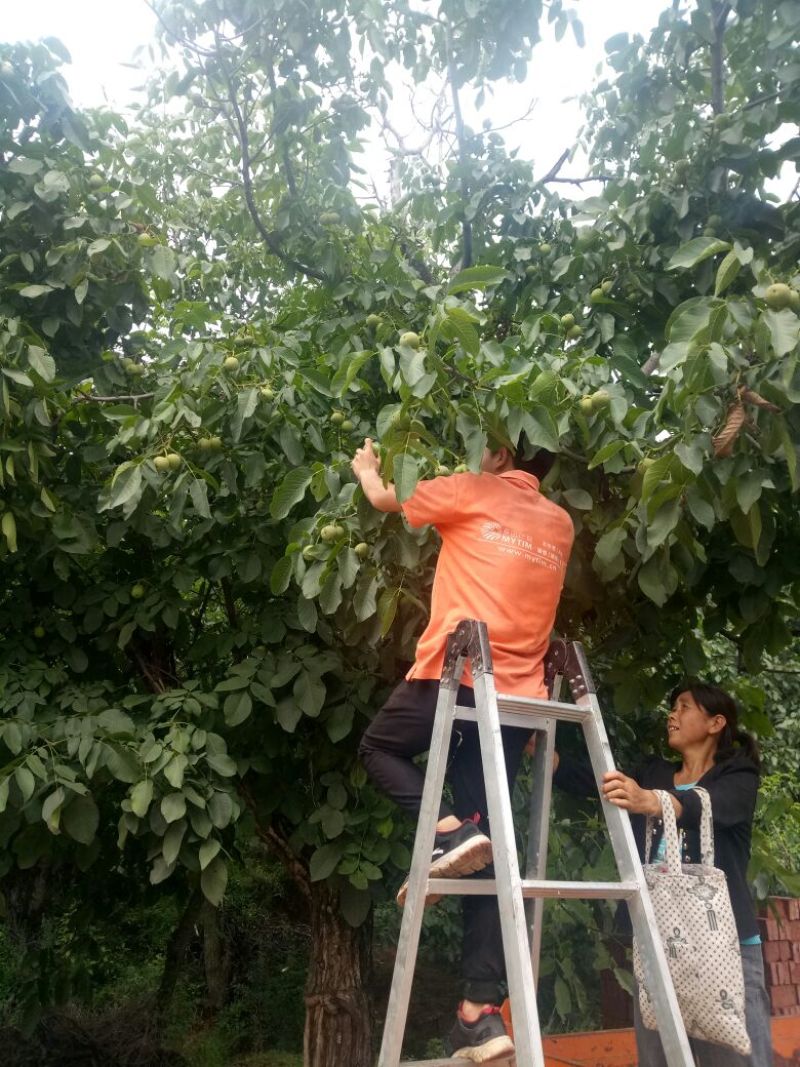 青皮核桃山西沁县大量供应