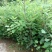 黄栌苗现起现发保湿发货荒山绿化量大从优成活率高