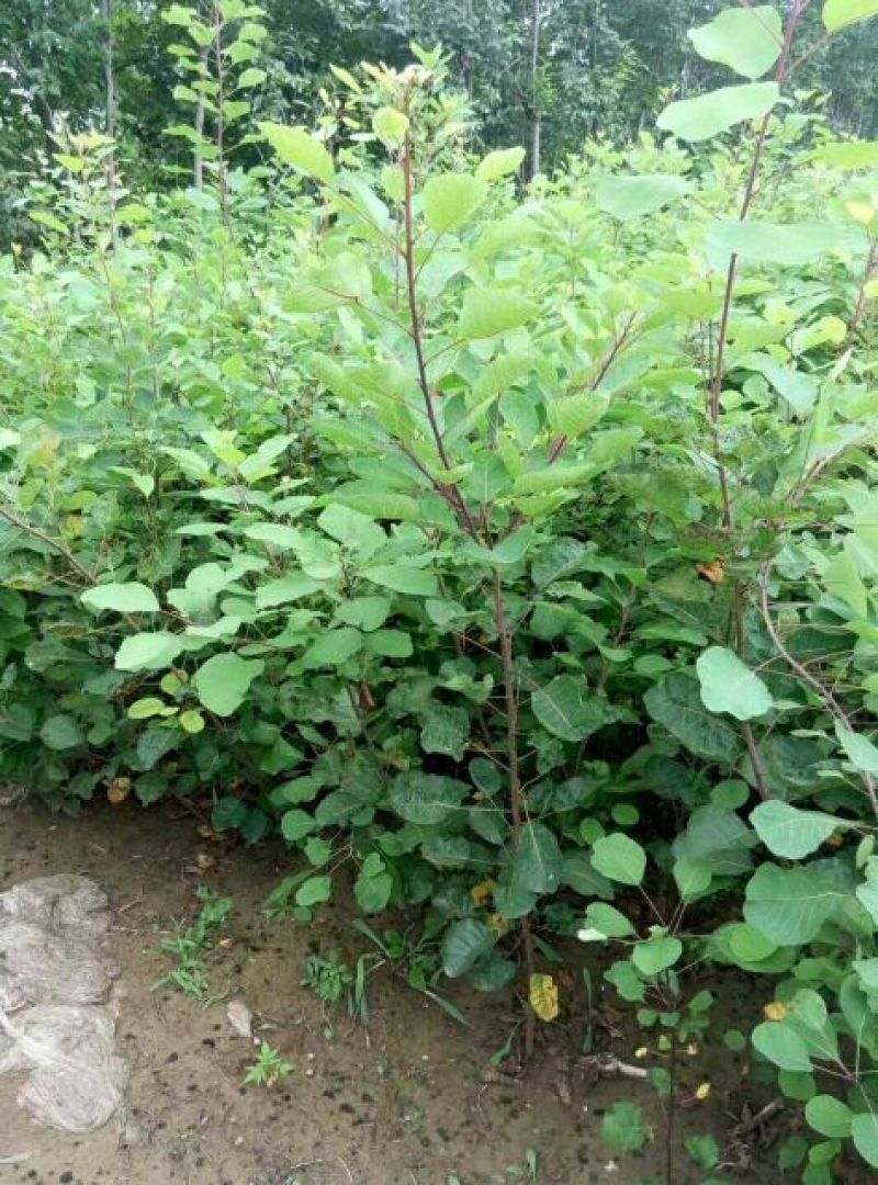 黄栌苗现起现发保湿发货荒山绿化量大从优成活率高