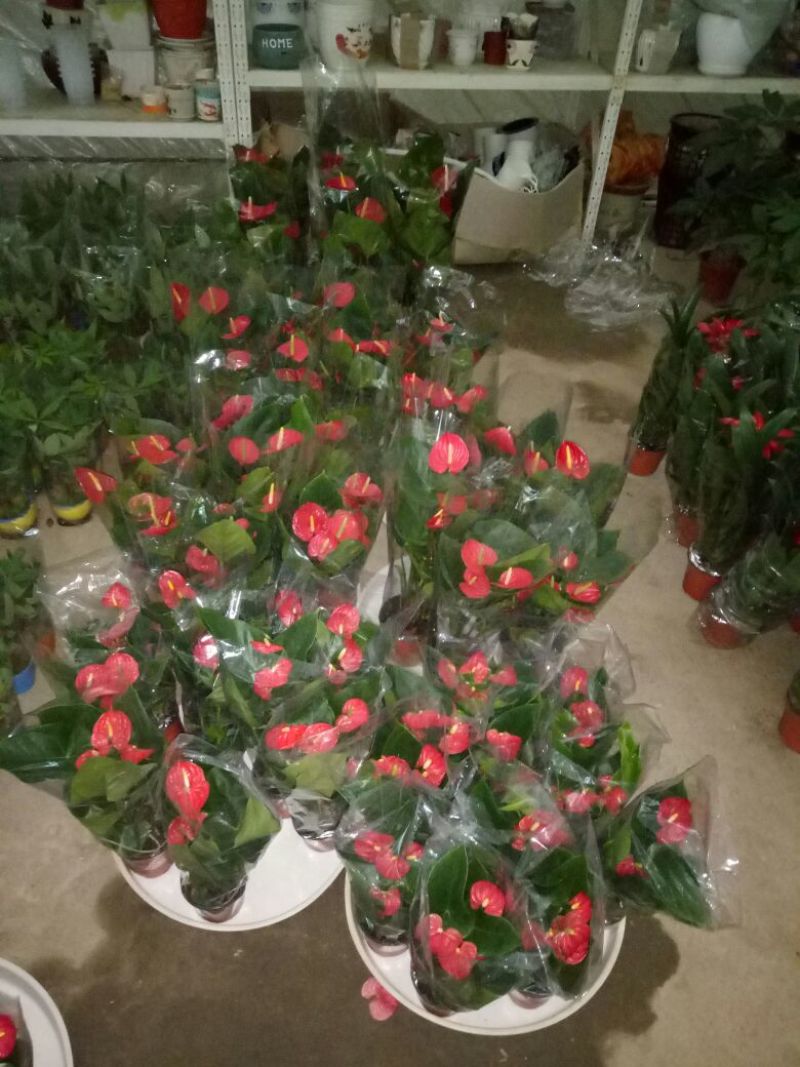 发财树鹅掌柴招财树特