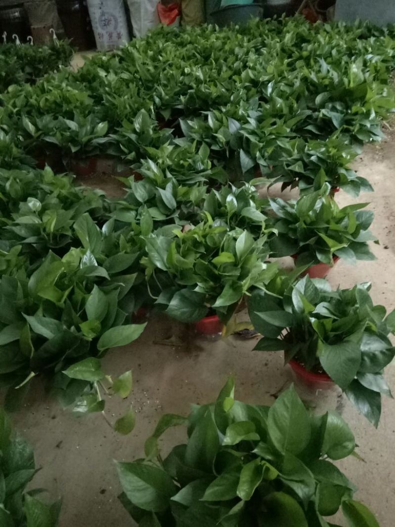 发财树鹅掌柴招财树特