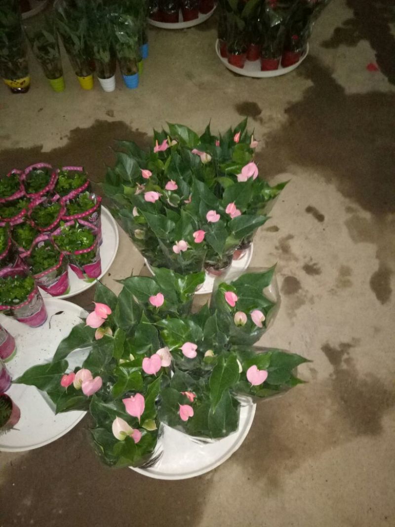 发财树鹅掌柴招财树特