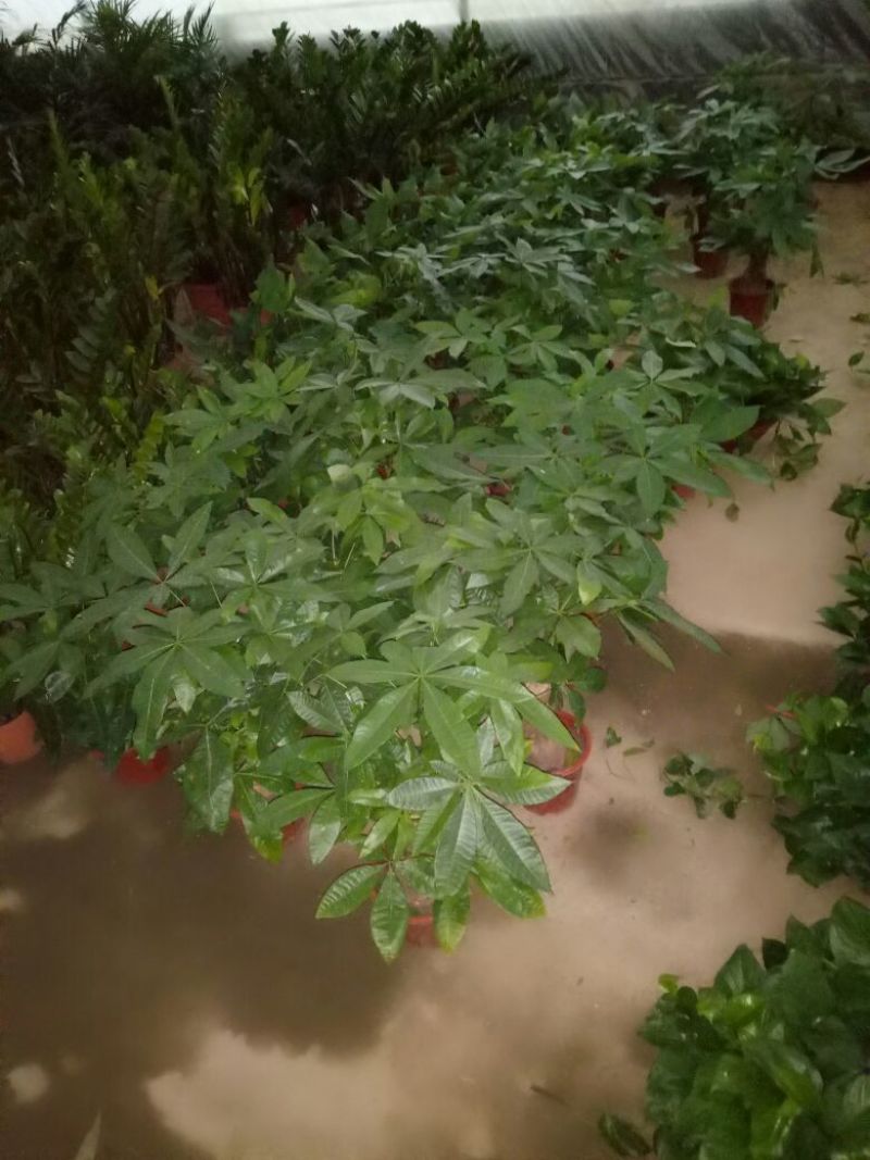 发财树鹅掌柴招财树特