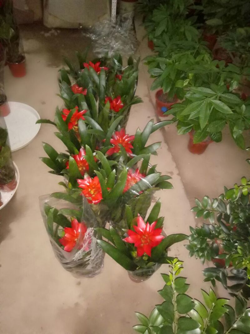 发财树鹅掌柴招财树特