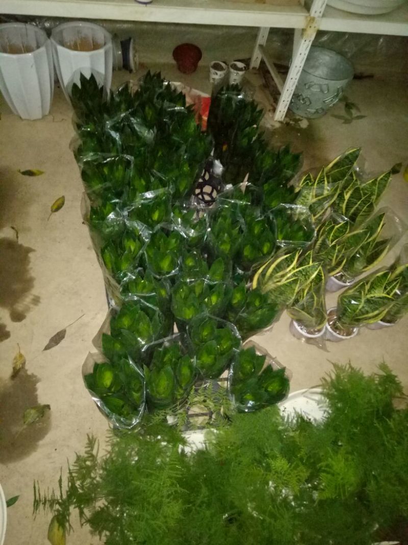 发财树鹅掌柴招财树特