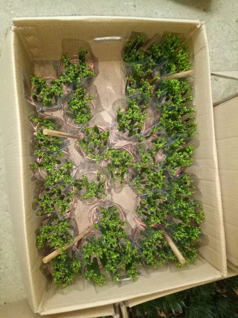 发财树鹅掌柴招财树特