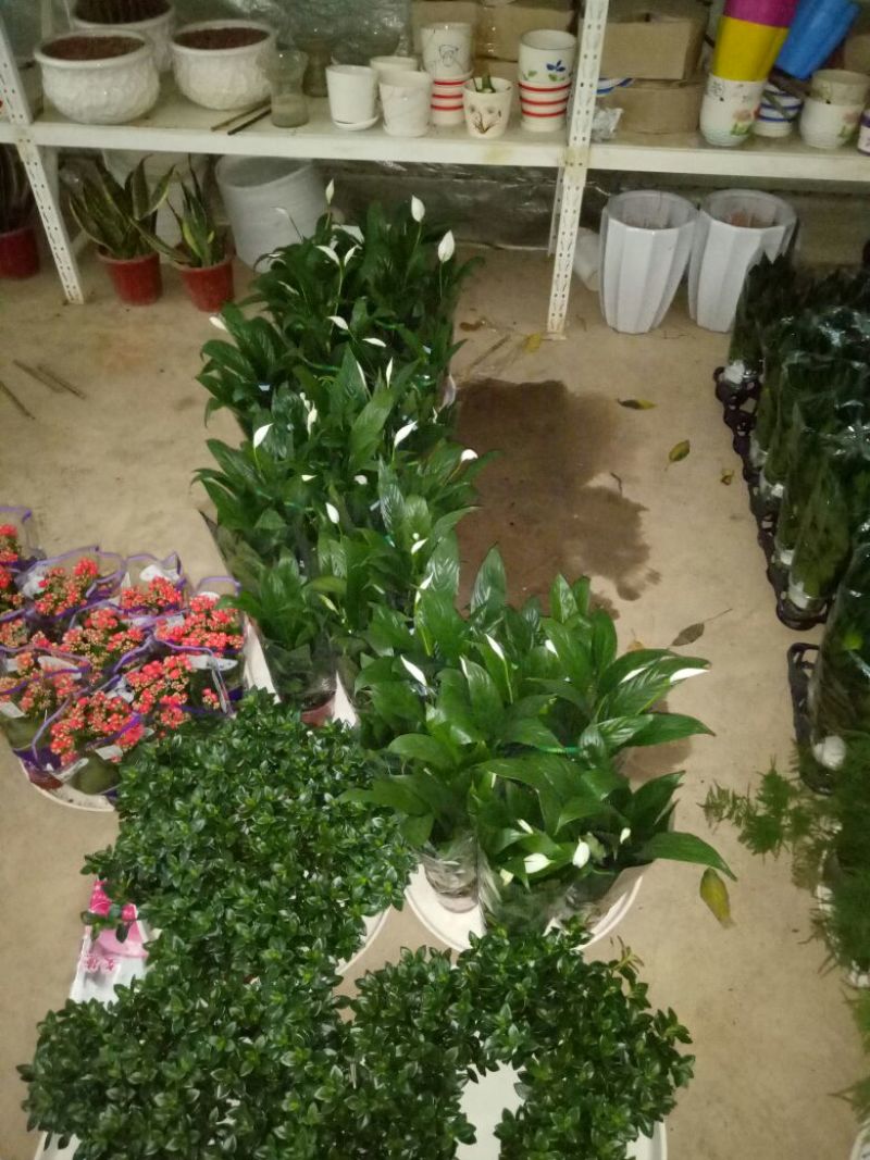 发财树鹅掌柴招财树特