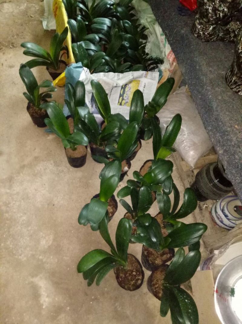 发财树鹅掌柴招财树特
