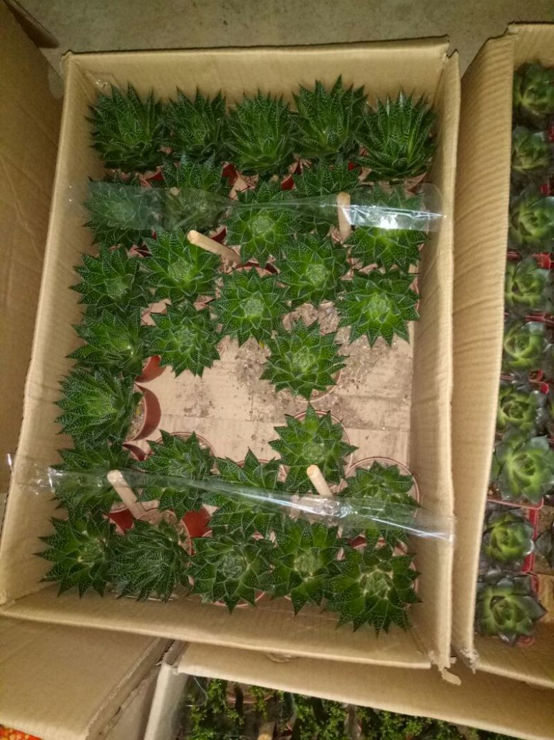 发财树鹅掌柴招财树特