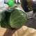 甘蓝通货