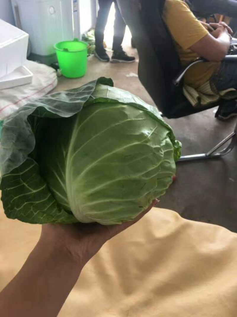 甘蓝通货
