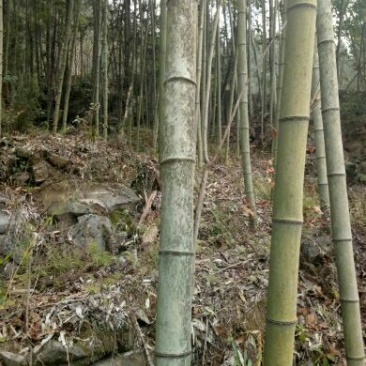 楠竹4~5cm6米以上