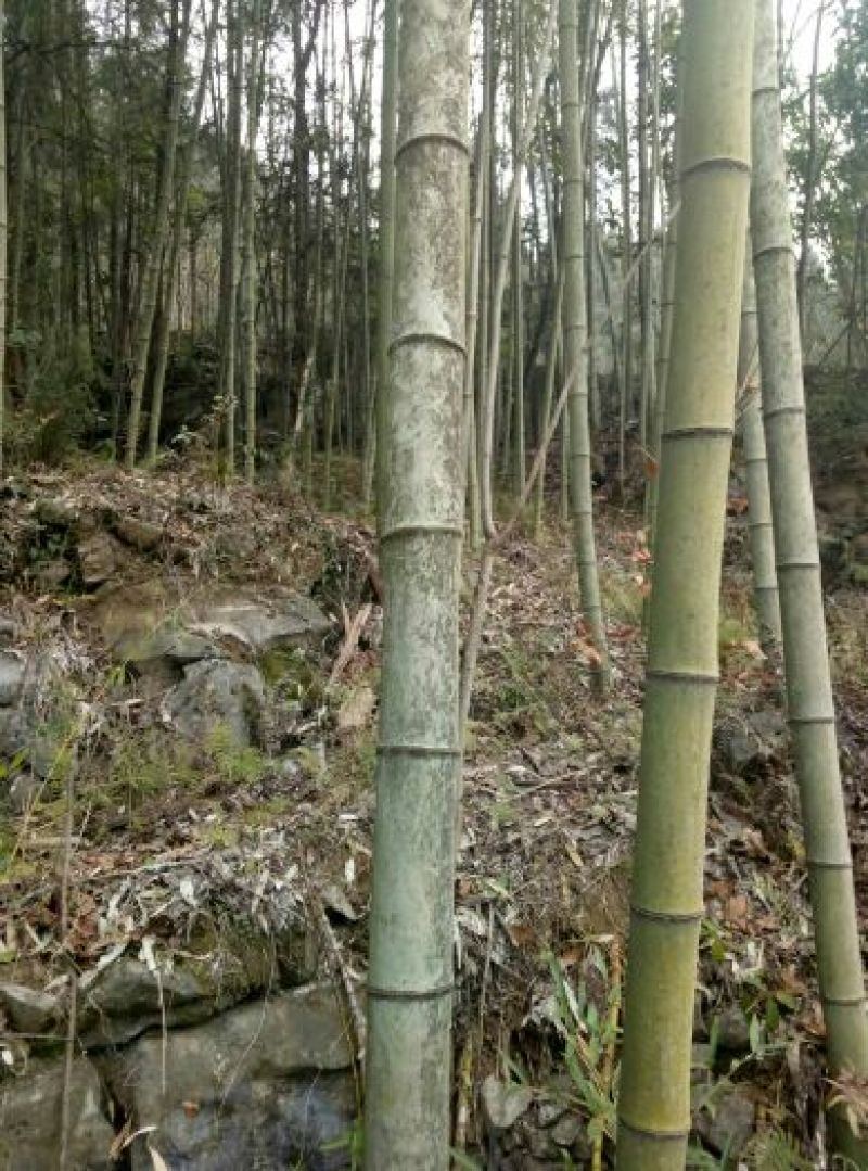 楠竹4~5cm6米以上
