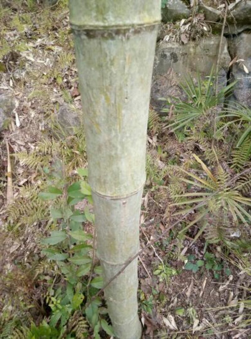楠竹4~5cm6米以上