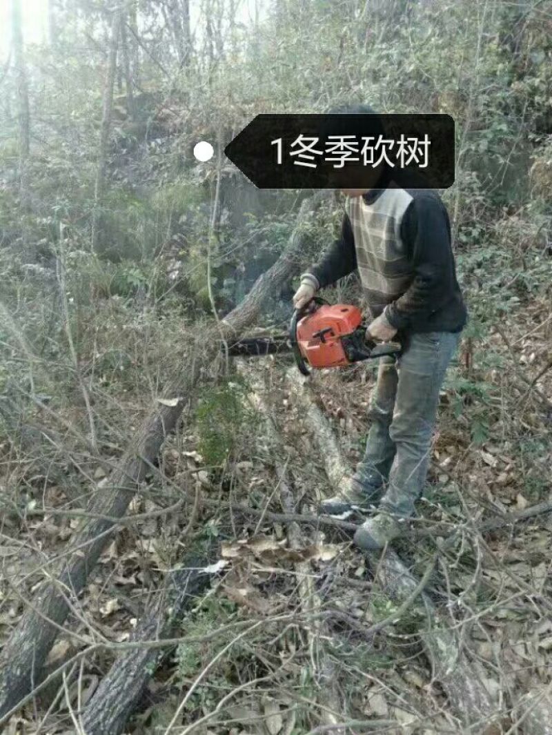 香菇菌种椴木菌种种木头上的