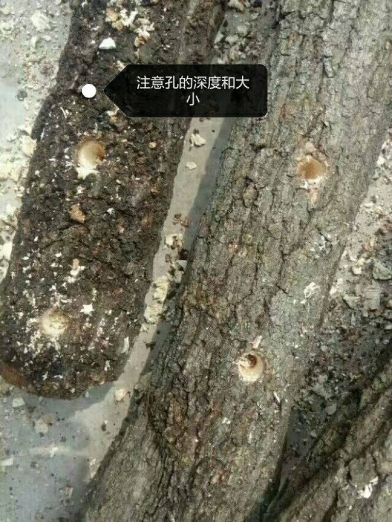 香菇菌种椴木菌种种木头上的