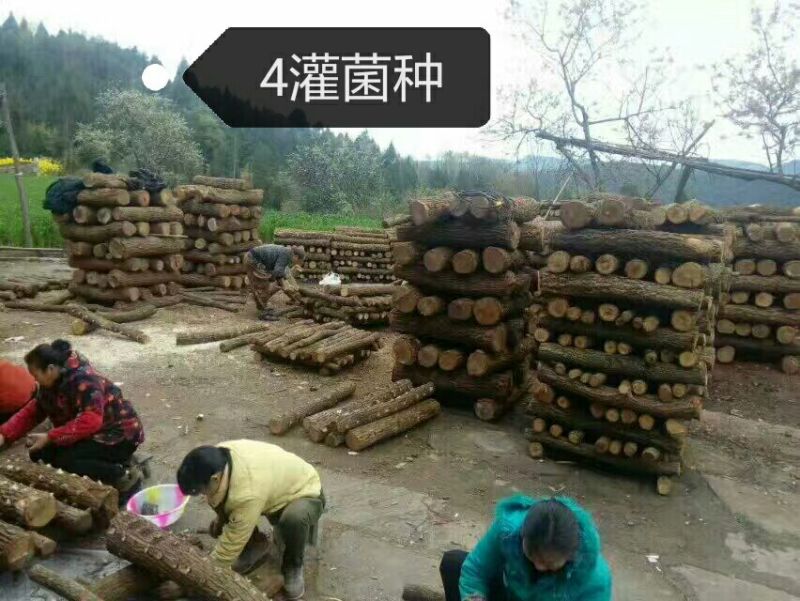 香菇菌种椴木菌种种木头上的