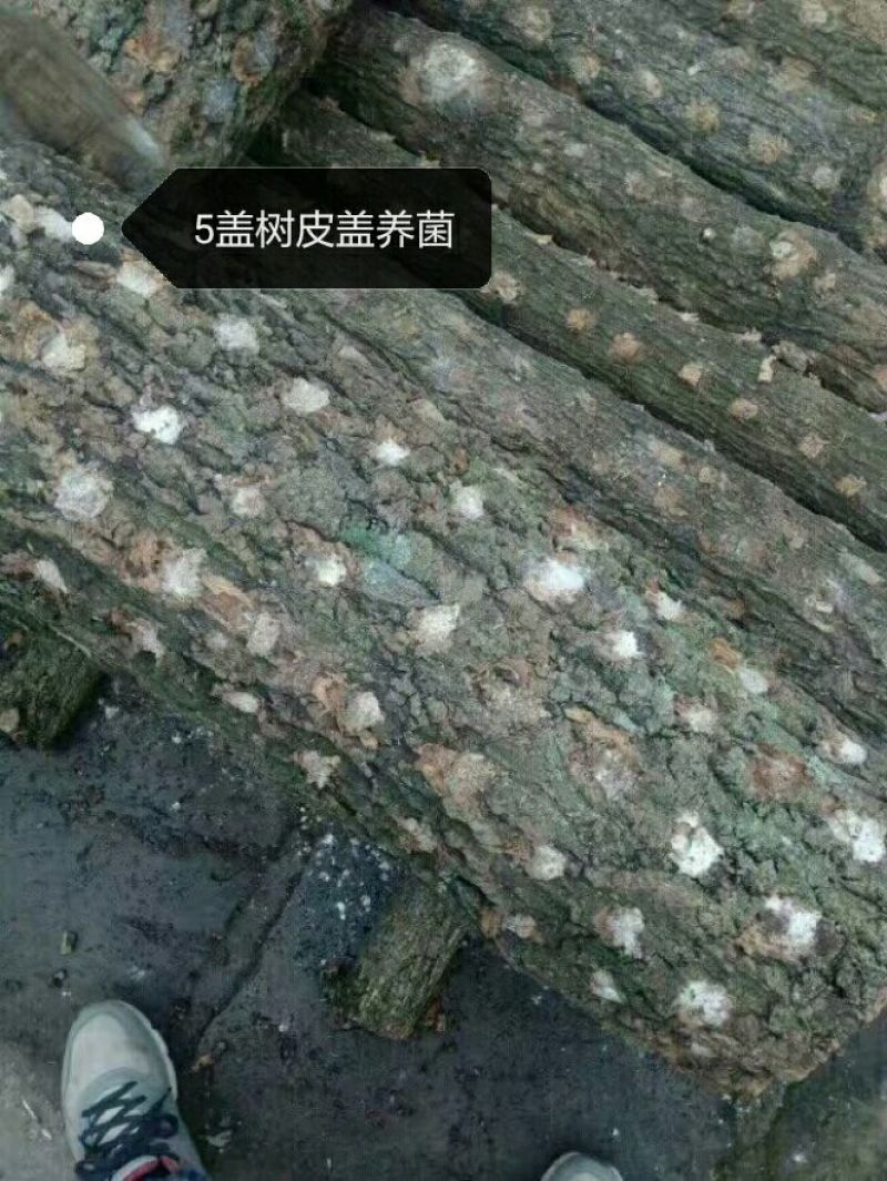 香菇菌种椴木菌种种木头上的