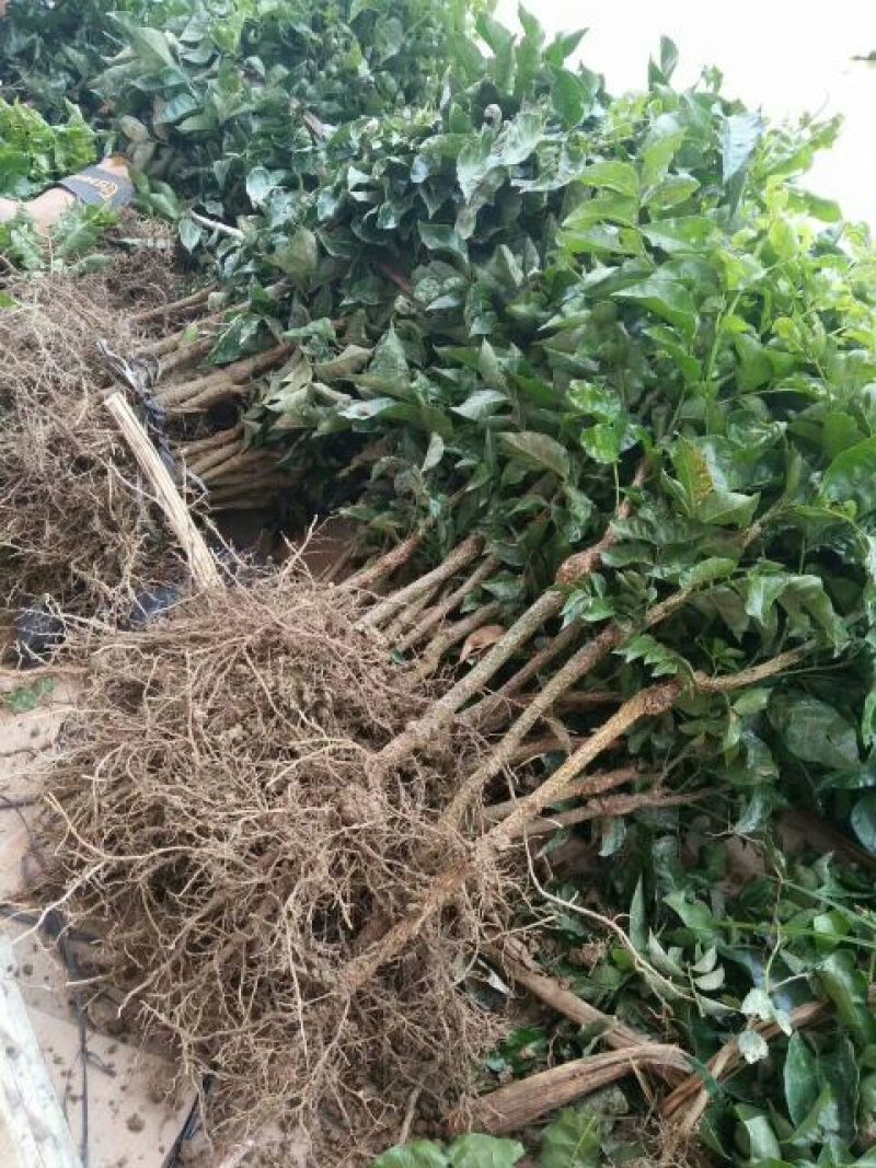 黄皮果苗10~20cmcm