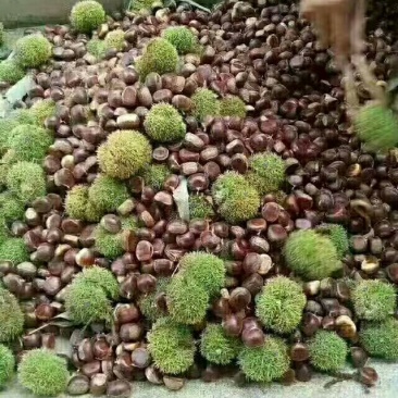 燕山板栗特选炒栗种