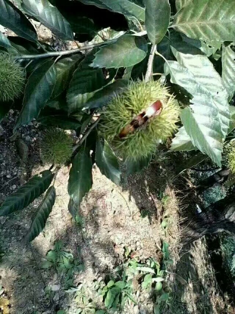 燕山板栗特选炒栗种