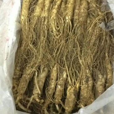 人参鲜