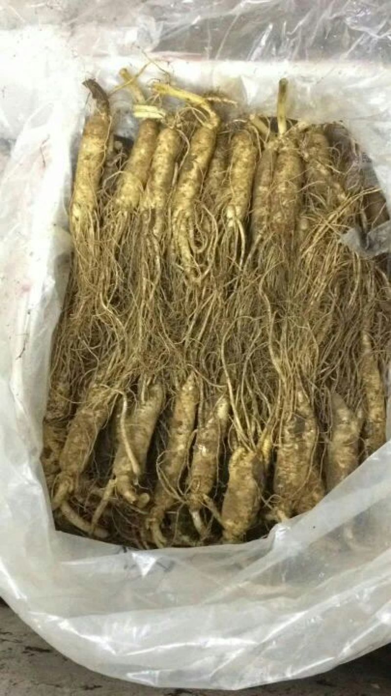 人参鲜