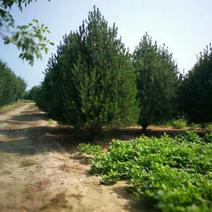 白皮松4~4.5m圃苗常年经营各种绿化树承揽绿化工程