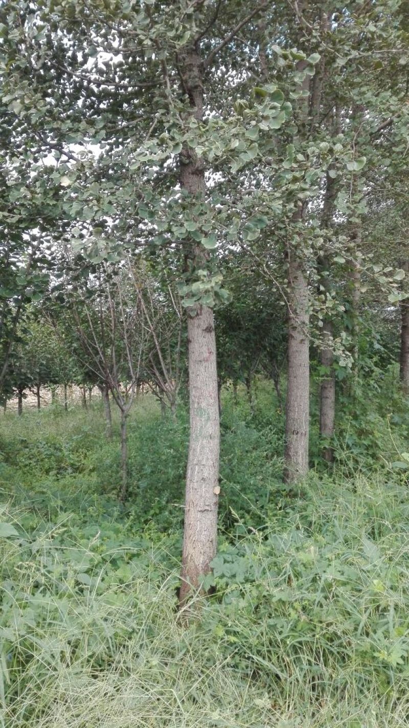 银杏树14~16cm3.5~4米3米以上