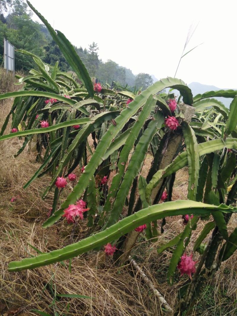 金都1号火龙果特大（1斤以上）