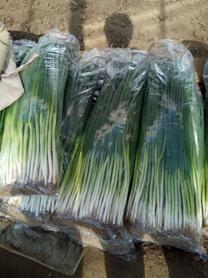 香葱小葱80cm以上