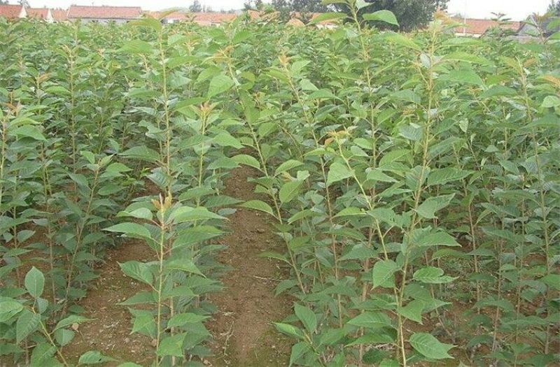 樱花苗樱花树苗庭院别墅地栽开花爆满耐寒植物南北方可种