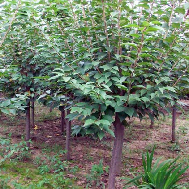 樱花苗樱花树苗庭院别墅地栽开花爆满耐寒植物南北方可种